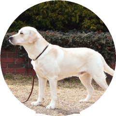 ウィリアム② 20240212